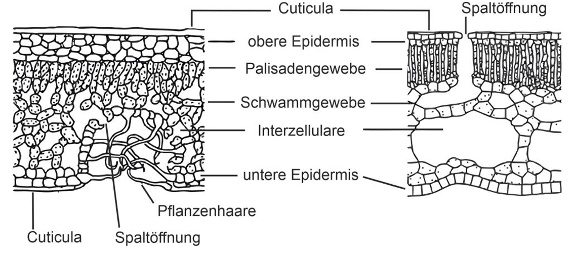 Skizze Querschnitt Blatt: Cuticula, obere/untere Epidermis, Palisaden- und Schwammgewebe, Spaltöffnungen und Pflanzenhaare.